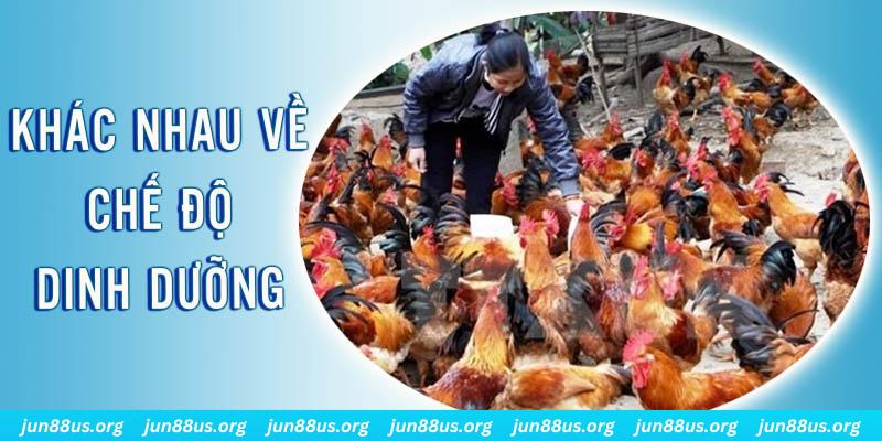 hi88 club xổ số thứ sáu hàng tuần